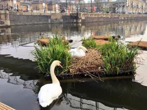 11147021_10153792825966982_8289339327232450971_n